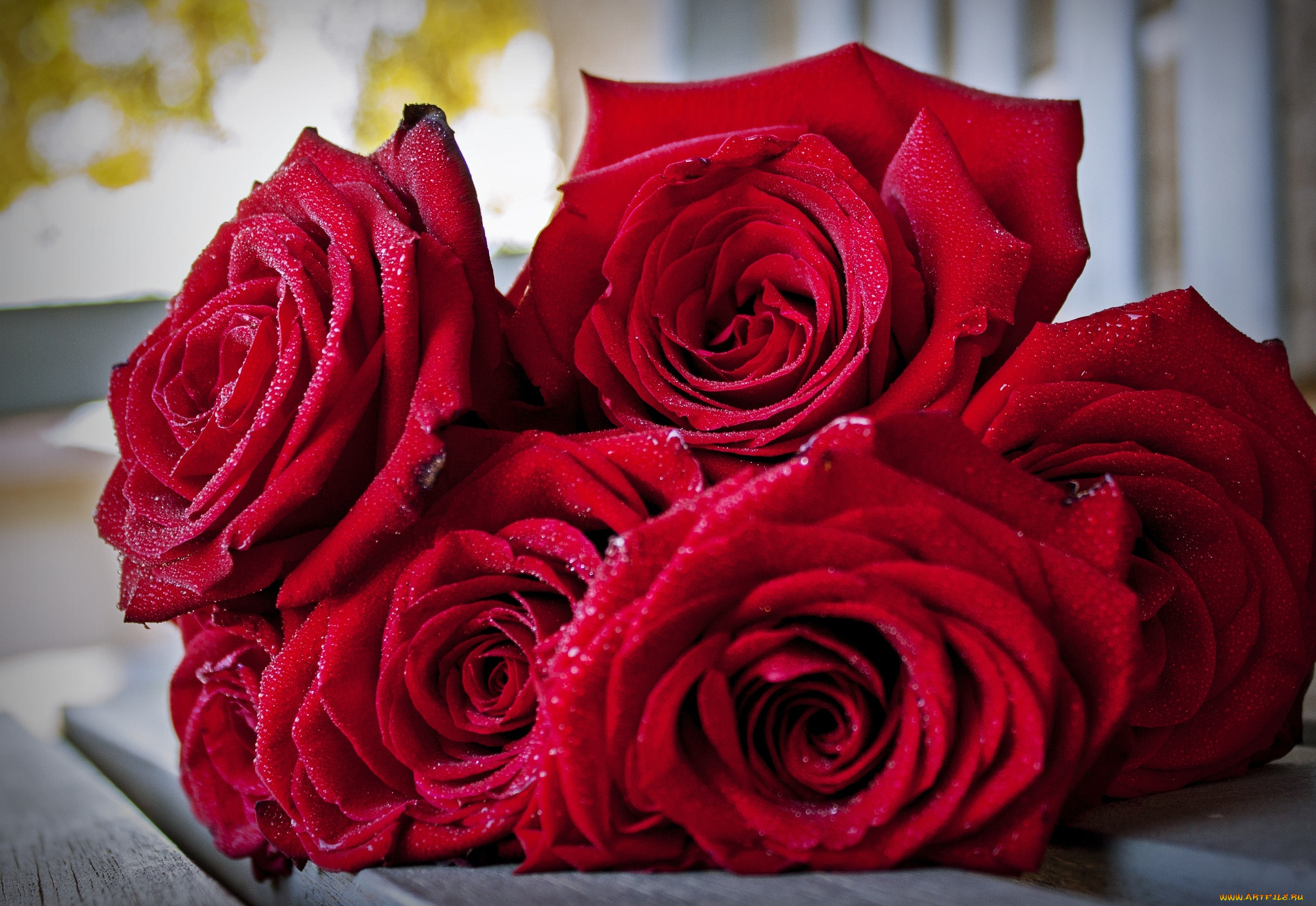 Картинки розы. Красные розы. Цветы розы красные. Крупные красные розы. Шикарные красные розы.